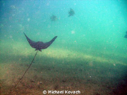 Spotted Eagle Ray on the Inside Reef at Lauderdale by the... by Michael Kovach 
